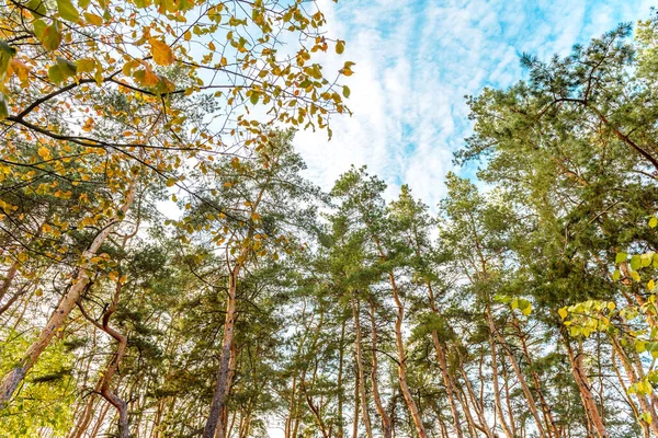 Hermosos Troncos Altos Pinos Bosque Otoño Sobre Fondo Cielo Azul —  Fotos de Stock