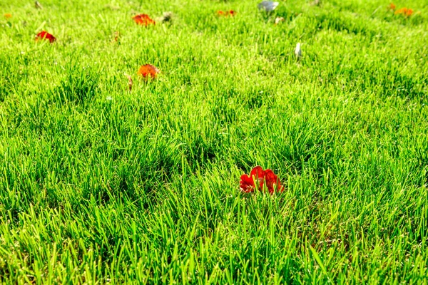 Beautiful Bright Green Lawn Autumn Park Walks Autumn — Stock Photo, Image