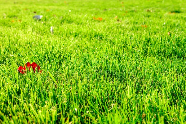 Lindo Gramado Verde Brilhante Parque Outono Caminhadas Outono — Fotografia de Stock