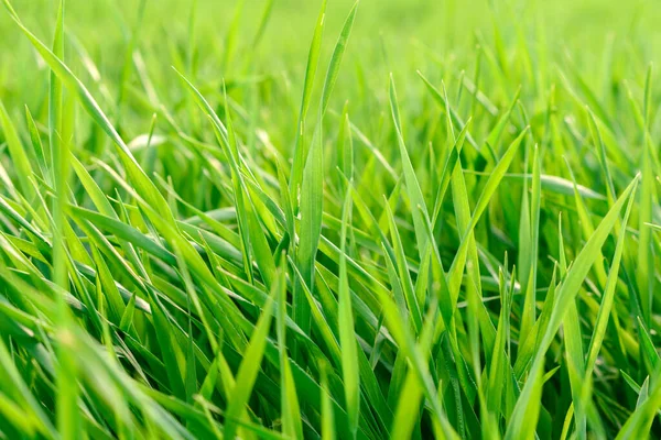 Field Fresh Green Grass Texture Background Top Close View Horizontal — Stock Photo, Image