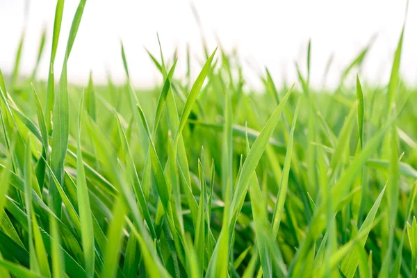 Field Fresh Green Grass Texture Background Top Close View Horizontal — Stock Photo, Image