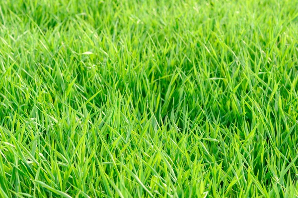 Field Fresh Green Grass Texture Background Top Close View Horizontal — Stock Photo, Image