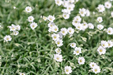 Yaz bahçesindeki yeşil bitkilerin arka planına karşı güzel beyaz çiçekler. Yaz arkaplanı, bitkiler ve çiçekler