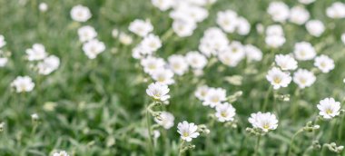 Yaz bahçesindeki yeşil bitkilerin arka planına karşı güzel beyaz çiçekler. Yaz arkaplanı, bitkiler ve çiçekler