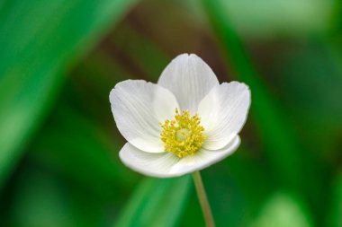 Yaz bahçesindeki yeşil bitkilerin arka planına karşı güzel beyaz çiçekler. Yaz arkaplanı, bitkiler ve çiçekler