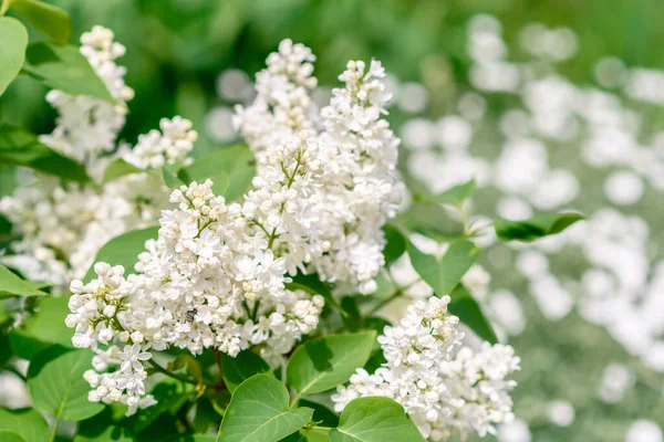 Beautiful Bush Blossoming Lilac Summer Garden Summer Background Plants Flowers — Stock Photo, Image