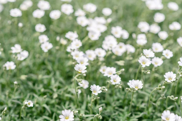 Lindas Flores Brancas Fundo Plantas Verdes Jardim Verão Fundo Verão — Fotografia de Stock