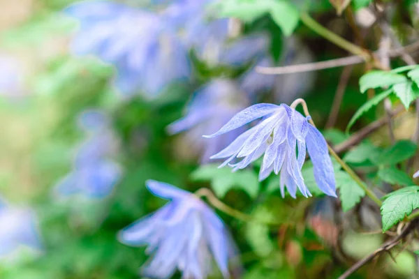 Mooie Blauwe Bloemen Tegen Achtergrond Van Groene Planten Zomertuin Zomer — Stockfoto