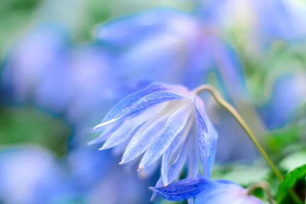 Hermosas Flores Azules Sobre Fondo Plantas Verdes Jardín Verano Fondo — Foto de Stock