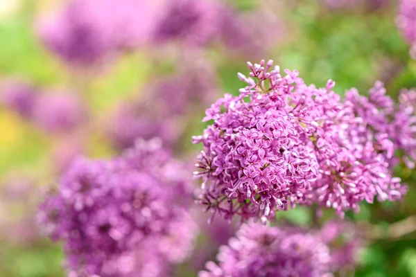 Beautiful Bush Blossoming Lilac Summer Garden Summer Background Plants Flowers — Stock Photo, Image