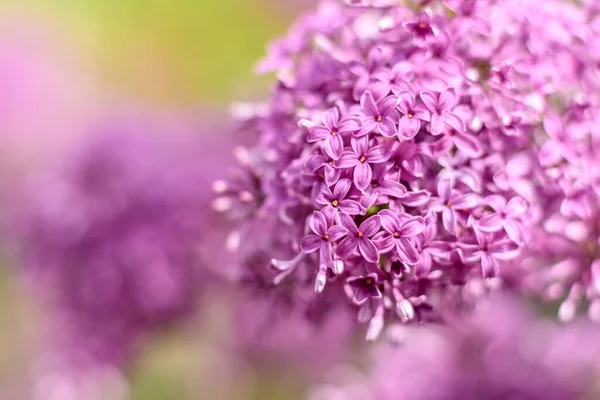 Beautiful Bush Blossoming Lilac Summer Garden Summer Background Plants Flowers — Stock Photo, Image