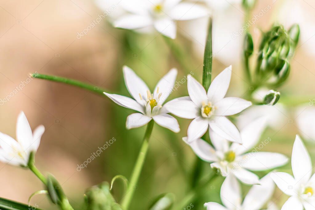 Beautiful white flowers against the background of green plants in the summer garden. Summer background, plants and flowers