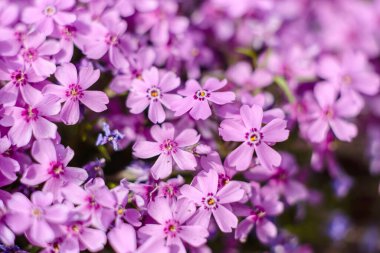 Yaz bahçesindeki yeşil bitkilerin arka planına karşı güzel pembe çiçekler. Yaz arkaplanı, bitkiler ve çiçekler