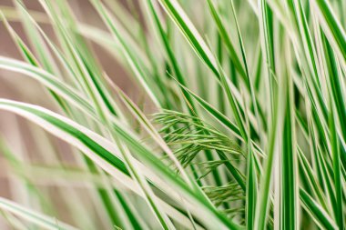 Sıcak bir yaz gününde bahçede güzel yeşil bitkiler. Yaz arkaplanı