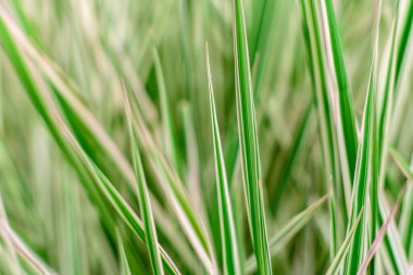 Sıcak bir yaz gününde bahçede güzel yeşil bitkiler. Yaz arkaplanı