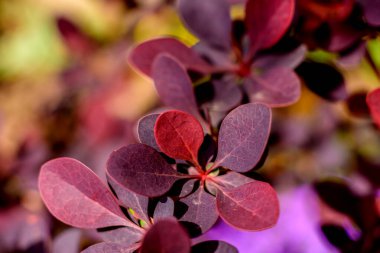 Sıcak bir yaz gününde bahçede güzel kırmızı bitkiler. Yaz arkaplanı