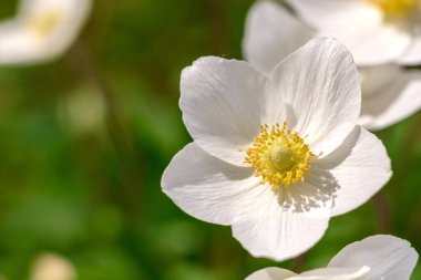 Yaz bahçesindeki yeşil bitkilerin arka planına karşı güzel beyaz çiçekler. Yaz arkaplanı, bitkiler ve çiçekler