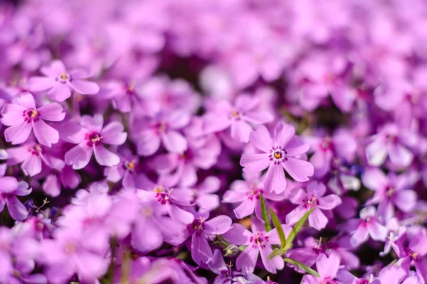 Beautiful Pink Flowers Background Green Plants Summer Garden Summer Background — Stock Photo, Image