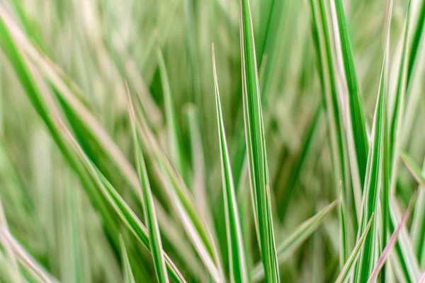 Belles Plantes Vertes Dans Jardin Par Une Chaude Journée Été — Photo