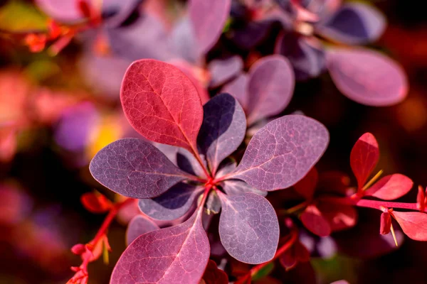 Beautiful Red Plants Garden Warm Summer Day Summer Background — Stock Photo, Image