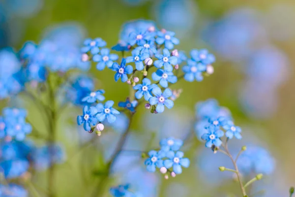 Beautiful Blue Flowers Summer Garden Background Green Plants Summer Background — Stock Photo, Image