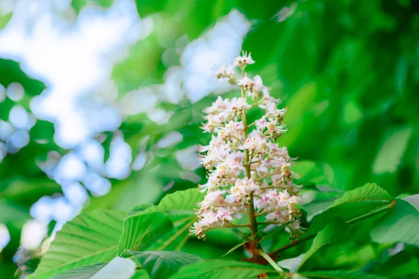 Mooie Witte Bloemen Tegen Achtergrond Van Groene Planten Zomertuin Zomer — Stockfoto