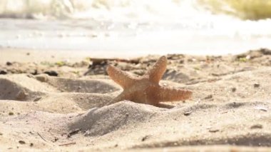 Sıcak bir yaz gününde, okyanustaki kumların üzerindeki deniz yıldızı.