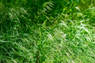 Sıcak bir yaz gününde bahçede güzel yeşil bitkiler. Yaz arkaplanı