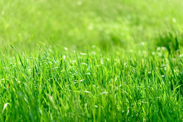 Belas Plantas Verdes Jardim Dia Quente Verão Fundo Verão — Fotografia de Stock