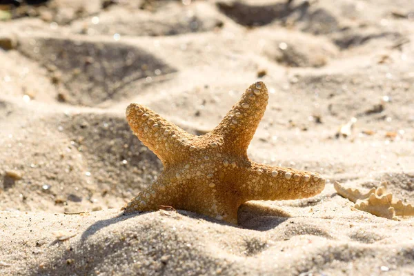 Sea star on the sand on the ocean on a warm summer day. Summer background