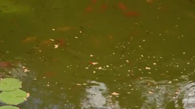 Sıcak bir yaz gününde, havuzdaki güzel kırmızı sazan balığını beslemek.