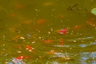 Sıcak bir yaz gününde, havuzdaki güzel kırmızı sazan balığını beslemek.