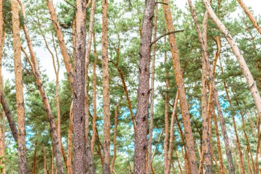 Sıcak bir yaz gününde şehrin dışında uzun çam ağaçları olan güzel bir orman. Doğada yaz tatili