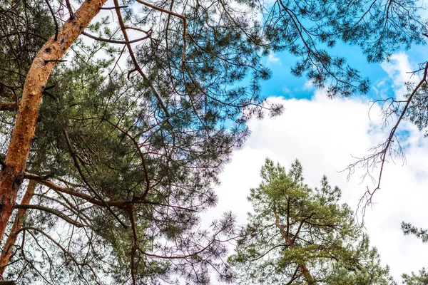 Hermoso Bosque Con Altos Pinos Fuera Ciudad Cálido Día Verano —  Fotos de Stock