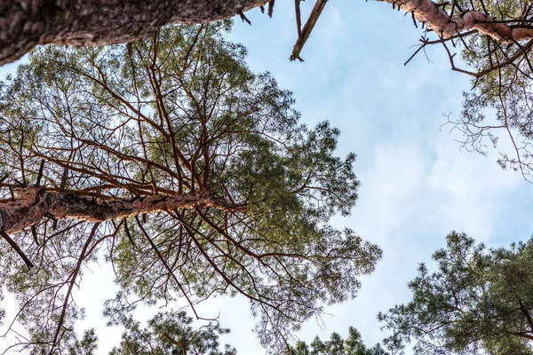 Hermoso Bosque Con Altos Pinos Fuera Ciudad Cálido Día Verano —  Fotos de Stock