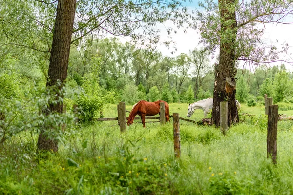 Beaux Chevaux Bien Entretenus Pâturent Dans Prairie Sélénium Avec Herbe — Photo