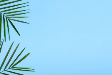 Renkli arka planda yeşil bir bitkinin yaprakları ve metin için bir yer. Yaz arkaplanı