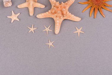 Kabuklu plaj aksesuarları ve renkli arka planda deniz yıldızları.