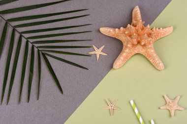 Kabuklu plaj aksesuarları ve renkli arka planda deniz yıldızları.