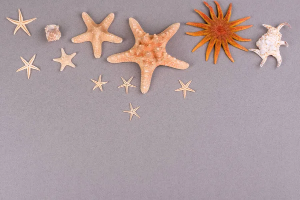 Accesorios Playa Con Conchas Estrellas Mar Sobre Fondo Color — Foto de Stock