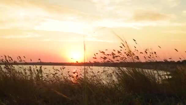 多彩的夏日落日 美丽的日落天空 落日下青草高耸 — 图库视频影像