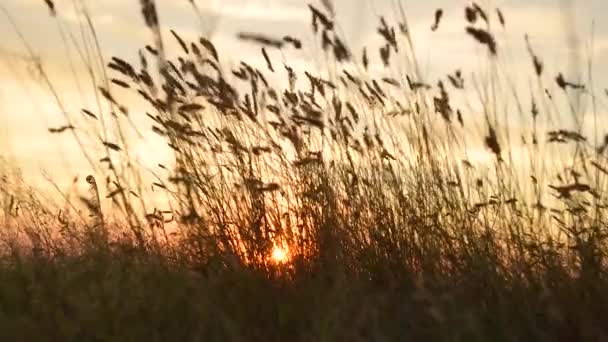 カラフルな夏の夕日 美しい夕日の空 夕暮れ時の背の高い草 — ストック動画