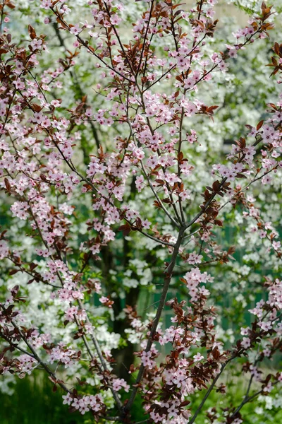 핑크 꽃과 녹색 잎과 꽃이 만발한 과일 나무 — 스톡 사진