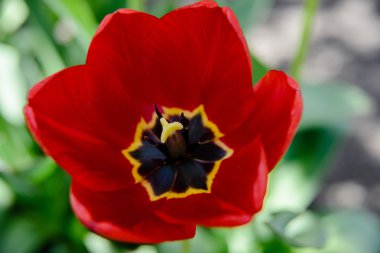 Kırmızı lale çiçek. Yakın çekim