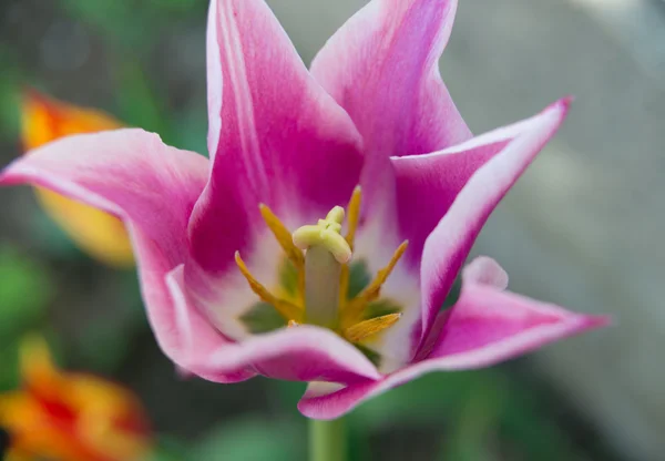 Flor de un tulipán rosa. De cerca. —  Fotos de Stock