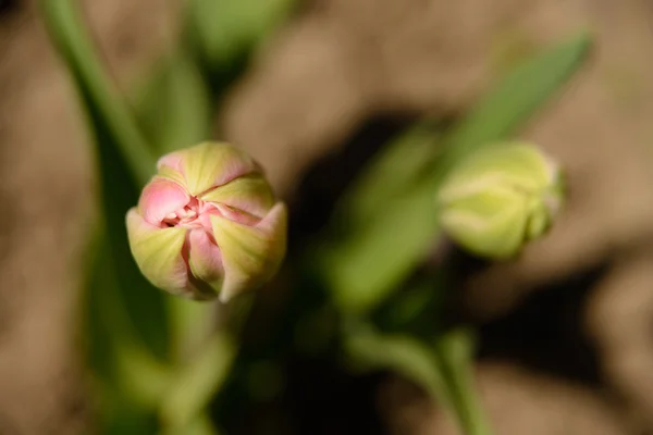 Brote de tulipán rosa no revelado — Foto de Stock