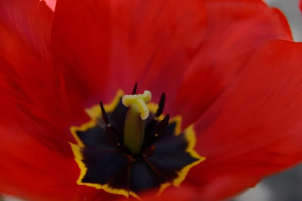 Flor de uma tulipa vermelha. Fechar — Fotografia de Stock