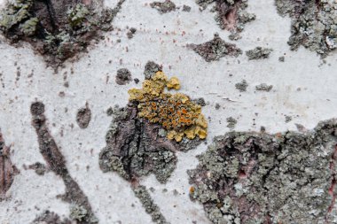 Ahşap doku çizikler ve çatlaklar ile