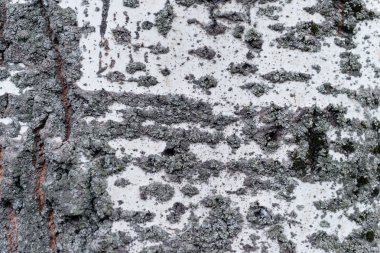 Ahşap doku çizikler ve çatlaklar ile