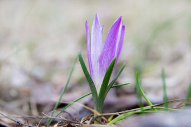 Bahar crocus bahçesinde